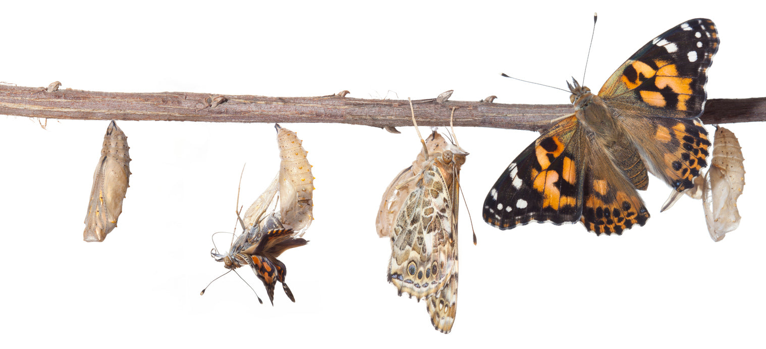 The four life cycle stages of a painted lady butterfly displayed on a twig against a white background.