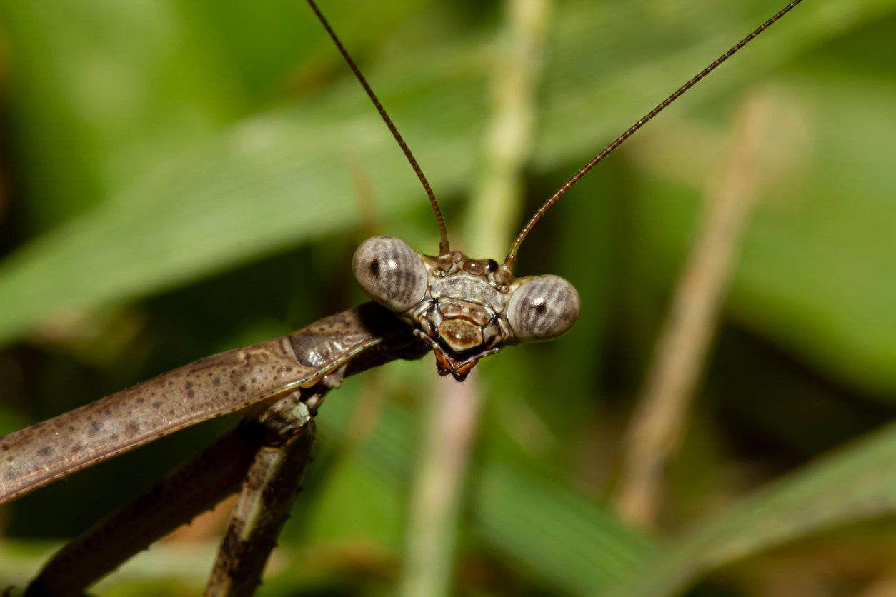 All About Praying Mantises, Climate, and Temperature