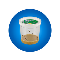 Cup Of Caterpillars - Special Offer!