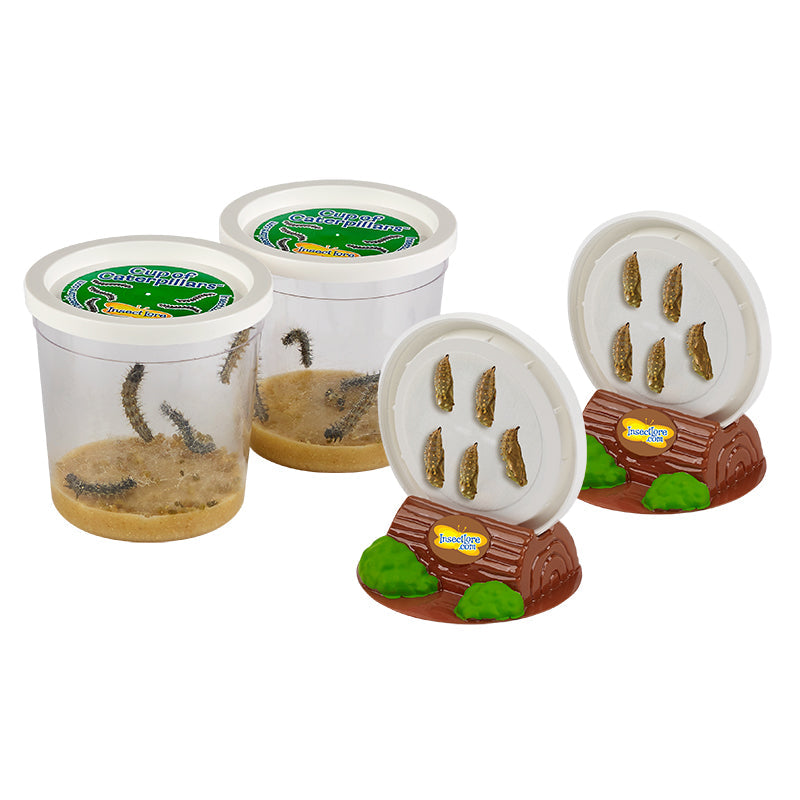Two Cups of 5 Caterpillars, with two cup lids on Chrysalis Holding Logs