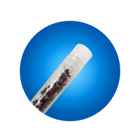 Tube of Live Ants - Special Offer!