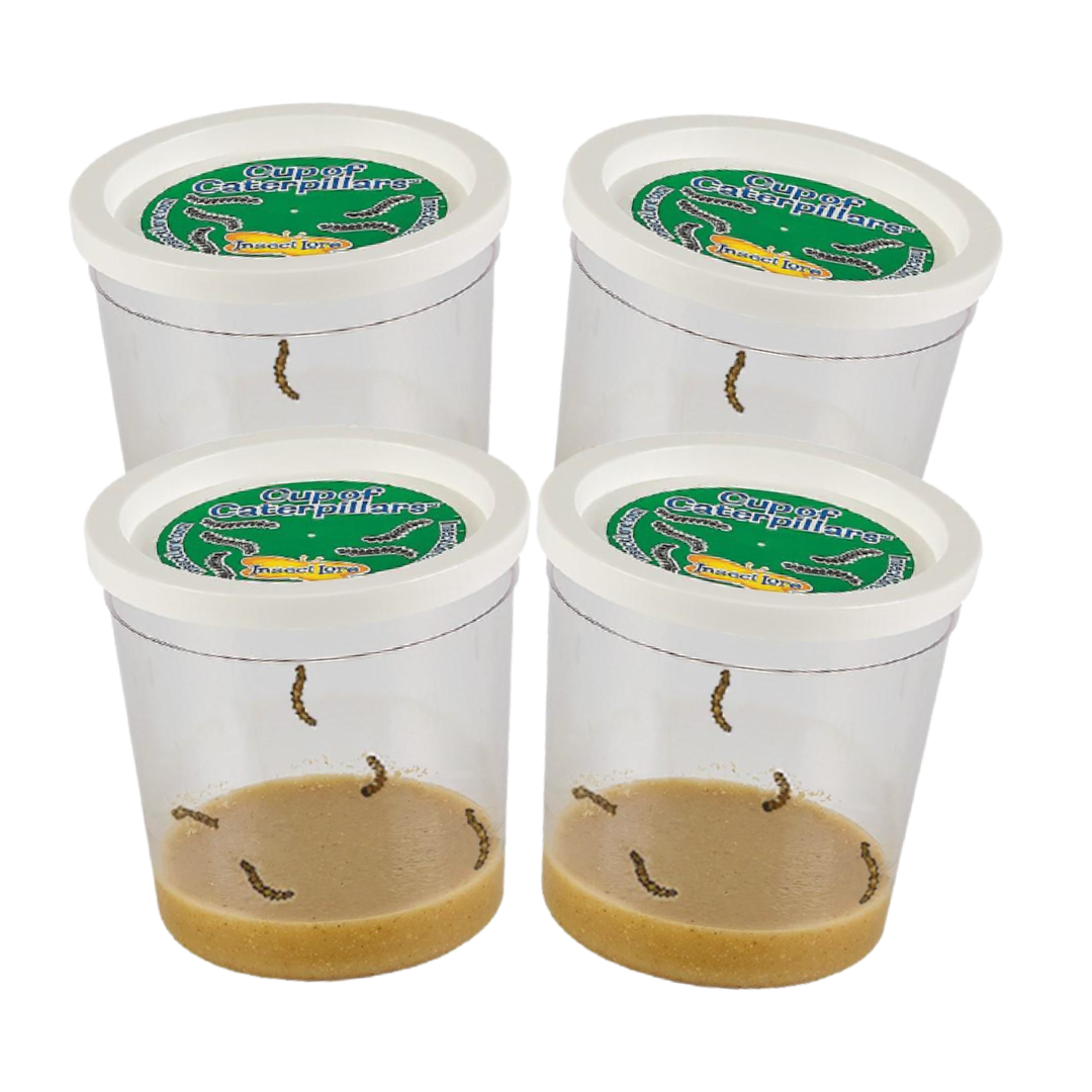 Four Cups of Caterpillars [Prepaid Redemption]