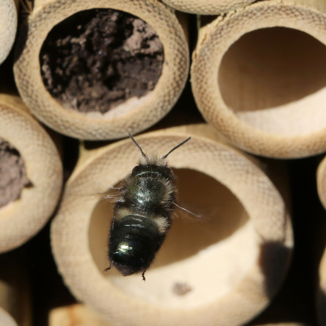 Mason Bee Hatching Habitat with Live Mason Bee Cocoons