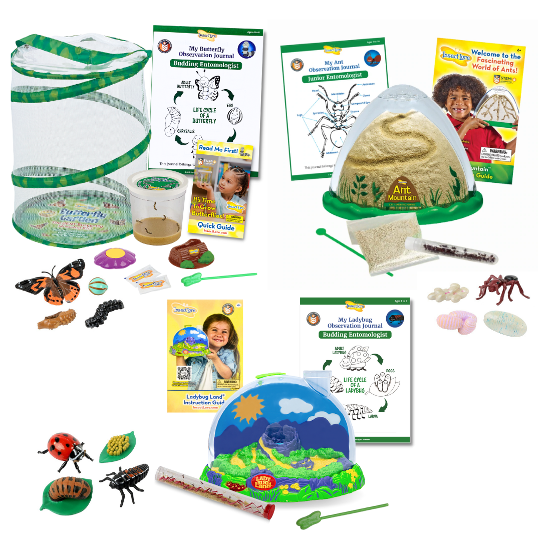 Summer Bug Camp - In My Room