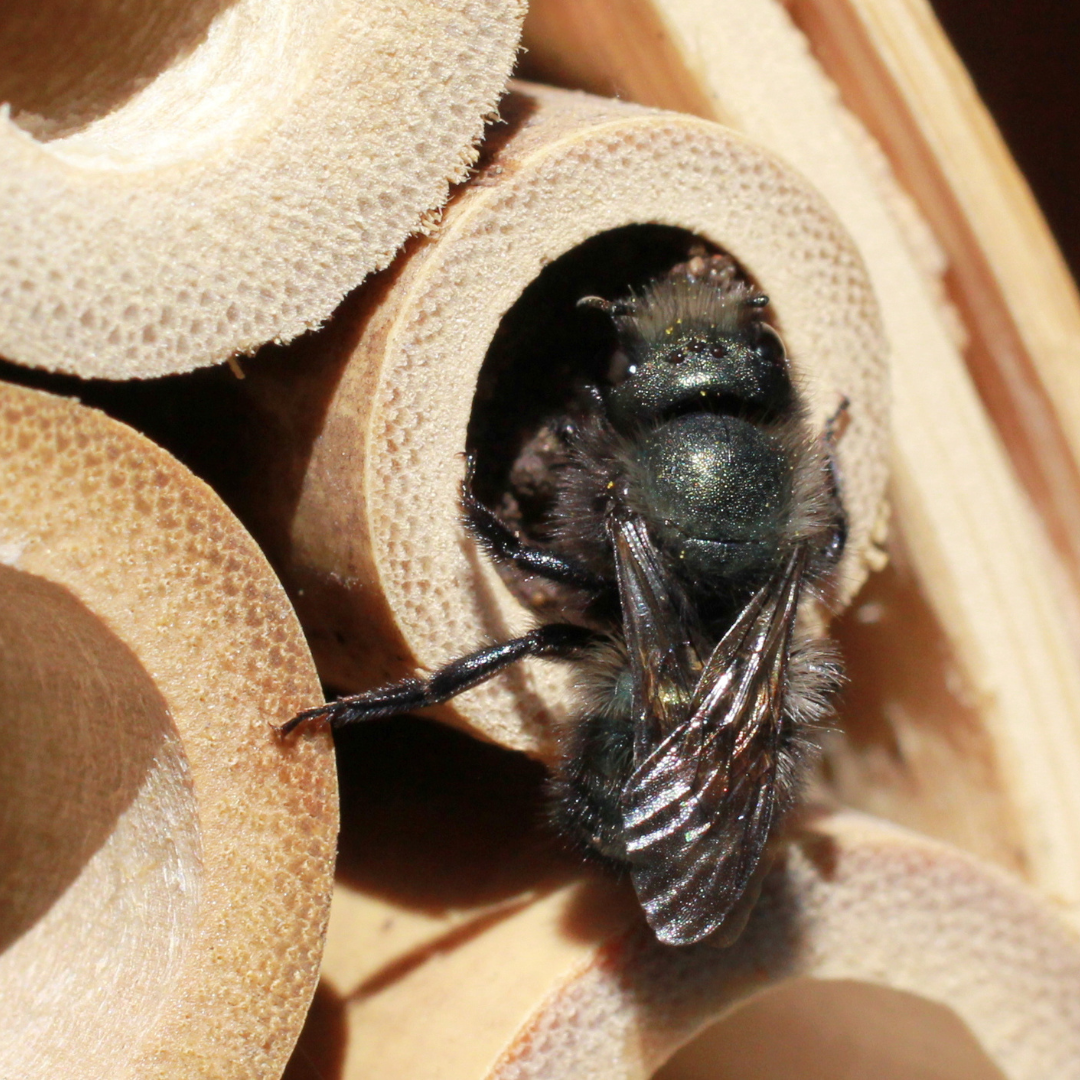 Mason Bee Hatching Habitat with Live Mason Bee Cocoons