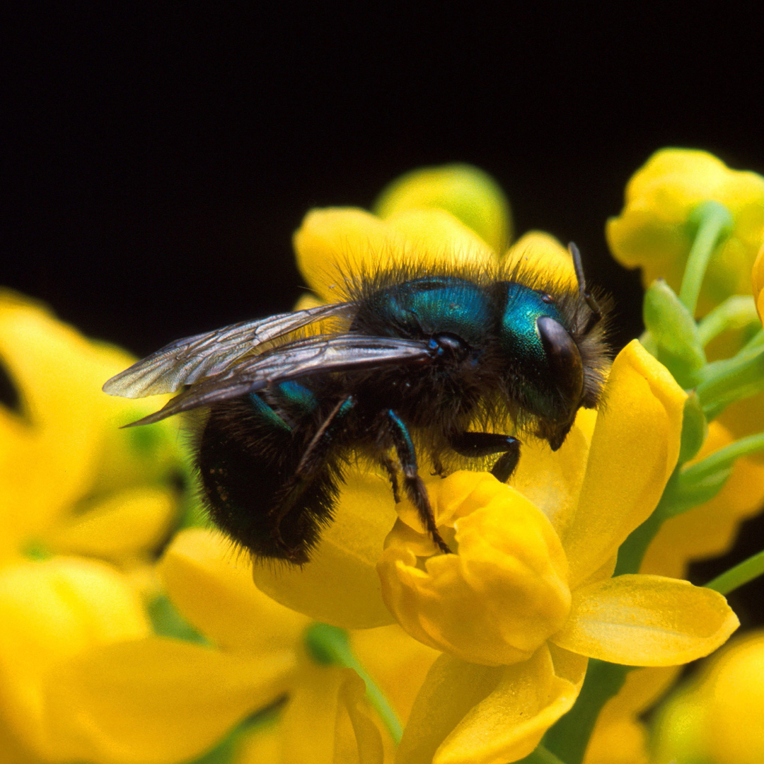 Mason Bee Hatching Habitat with Live Mason Bee Cocoons