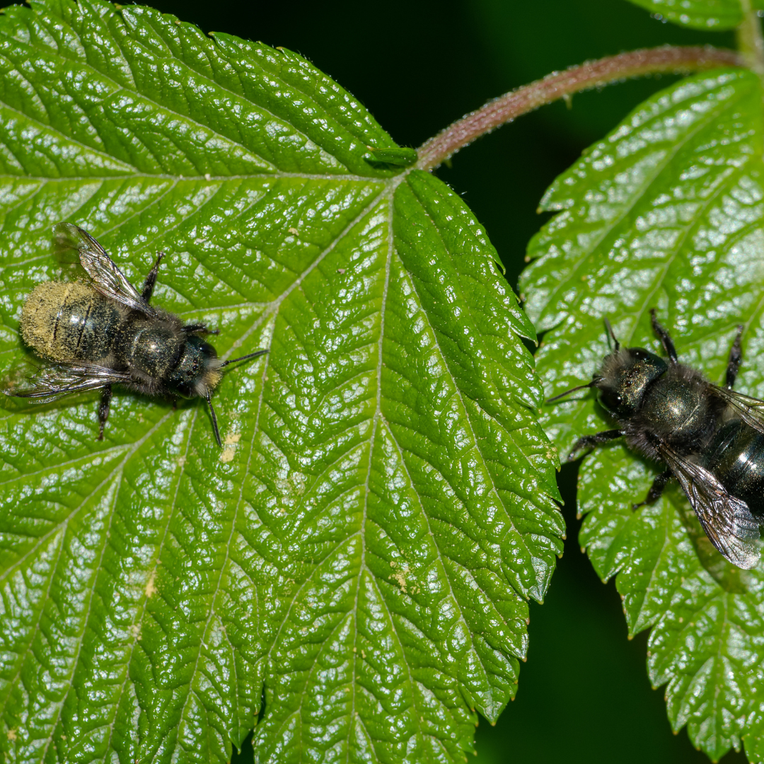 Mason Bee Hatching Habitat with Live Mason Bee Cocoons