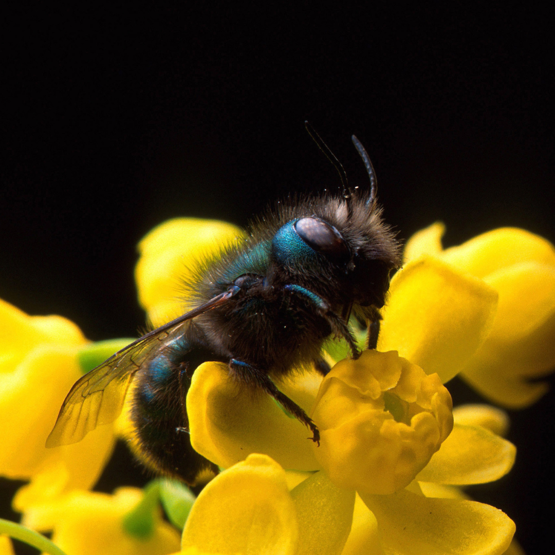 Mason Bee Hatching Habitat with Live Mason Bee Cocoons