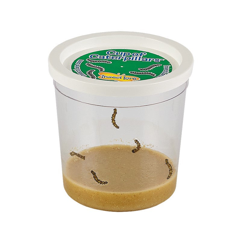 Clear cup of five baby caterpillars  with lid and brown food mixture at the bottom. 
